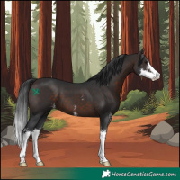 Horse Color:Brown Sabino 