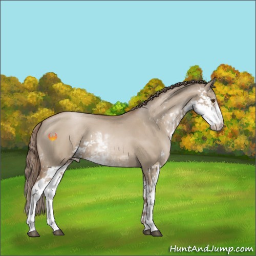 Horse Color:Grullo Pearl Sabino 