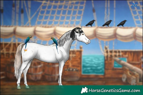 Horse Color:Black Pearl Sabino