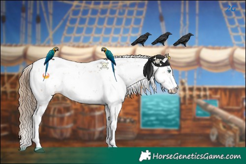 Horse Color:Black Pearl Sabino