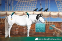 Horse Color:Black Pearl Sabino 