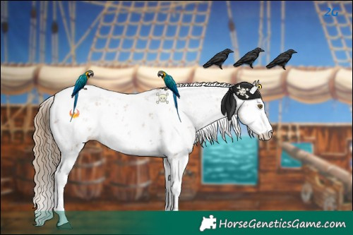 Horse Color:Black Pearl Sabino