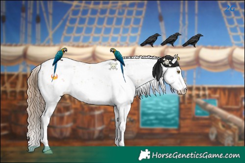 Horse Color:Black Pearl Sabino 