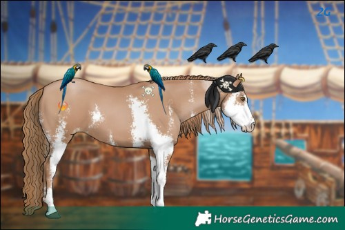 Horse Color:Black Pearl Sabino 