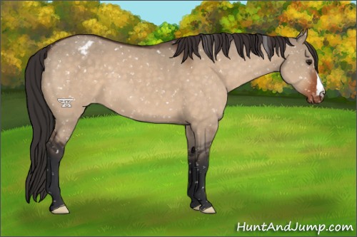 Horse Color:Brown Dun Snowflake Varnish