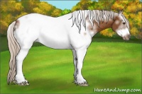 Horse Color:White Spotted Silver Buckskin Tobiano Frame 
