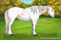 Horse Color:White Spotted Silver Bay Dun Appaloosa 