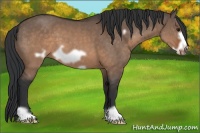Horse Color:Brown Dun Frame