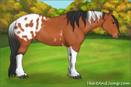 Horse Color:Brown Tobiano Appaloosa Rabicano 