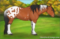 Horse Color:Brown Tobiano Appaloosa Rabicano