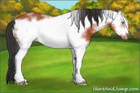 Horse Color:White Spotted Bay Frame Rabicano 