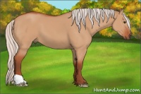 Horse Color:Silver Brown Dun 