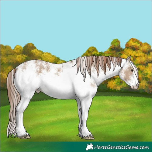 Horse Color:White Spotted Liver Red Dun 