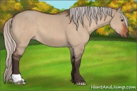 Horse Color:Silver Brown Dun 