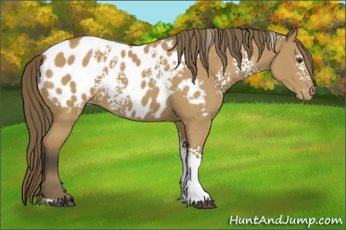 Horse Color:White Spotted Buckskin Appaloosa 