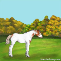 Horse Color:White Spotted Silver Bay Tobiano Frame 