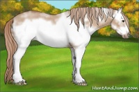 Horse Color:White Spotted Red Dun Roan Frame 