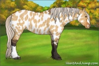Horse Color:Silver Buckskin Dun Near Leopard 