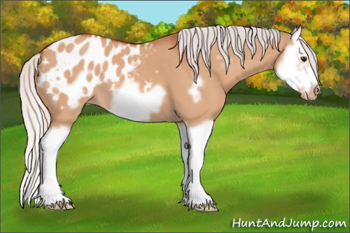 Horse Color:Silver Brown Dun Splash Frame Blanket 