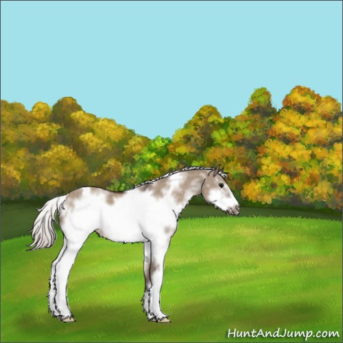 Horse Color:White Spotted Silver Brown Dun Frame Appaloosa 