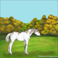 Horse Color:White Spotted Silver Brown Dun Frame Appaloosa 