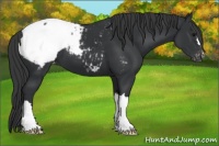 Horse Color:Black Snowcap