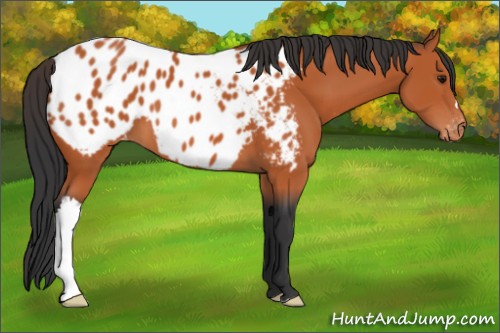 Horse Color:Bay Appaloosa 
