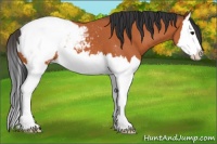 Horse Color:Bay Splash Snowcap