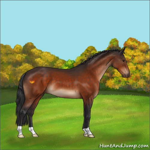 Horse Color:Brown 