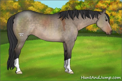 Horse Color:Brown Dun 