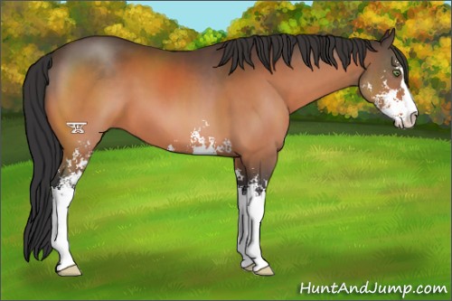 Horse Color:Brown Sabino 