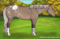 Horse Color:Silver Grullo Appaloosa 