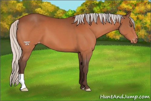 Horse Color:Silver Bay Varnish 