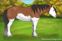 Horse Color:Bay Sabino Splash