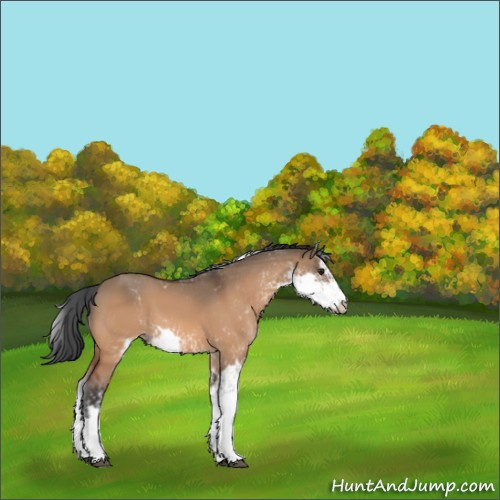 Horse Color:Brown Dun Sabino 