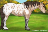 Horse Color:Buckskin Ice Blanket 