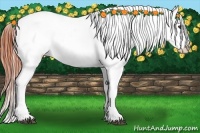Horse Color:Bay Near Leopard