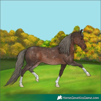 Horse Color:Liver Chestnut Mushroom 