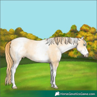 Horse Color:White Spotted Buckskin Pearl 