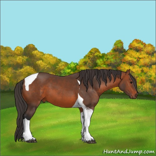 Horse Color:Bay Tobiano 