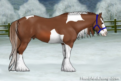 Horse Color:Chestnut Splash Tobiano 