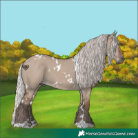 Horse Color:White Spotted Silver Grullo 