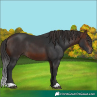 Horse Color:Brown 