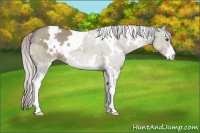 Horse Color:White Spotted Silver Grullo Sabino Rabicano 