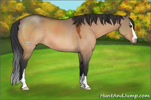 Horse Color:Brown Dun Sabino