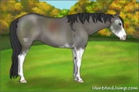Horse Color:Grullo Sabino 