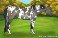 Horse Color:White Spotted Grullo 