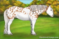 Horse Color:Silver Bay Splash Appaloosa 