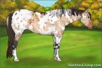 Horse Color:White Spotted Brown Dun Appaloosa Brindle 