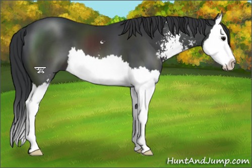 Horse Color:Black Sabino Splash 